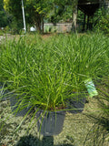 3 GALLON GRASS - LOMANDRA (BREEZE) - KATRINUS DELUXE