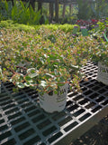 6" Sedum Rock N Round Popstar