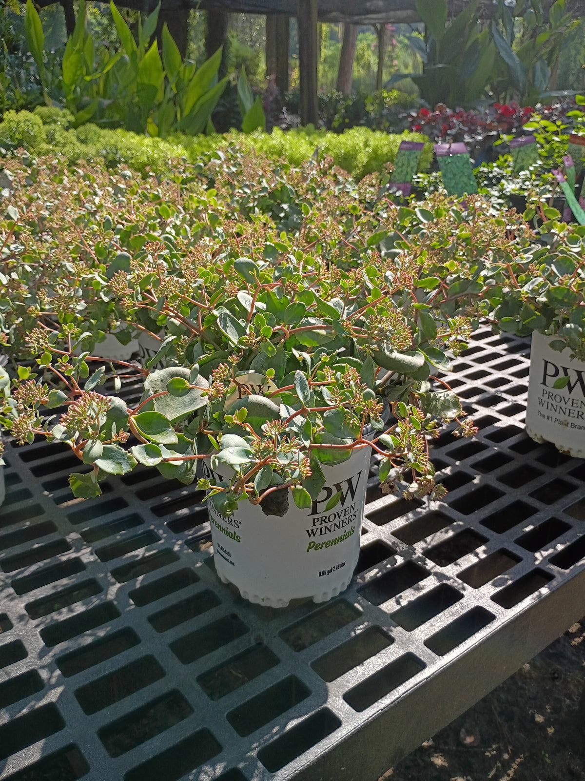 6" Sedum Rock N Round Popstar
