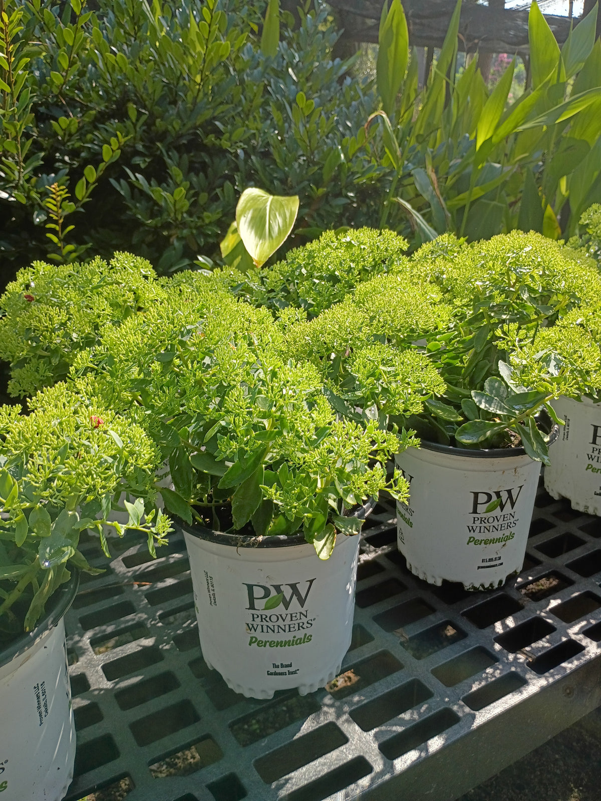 6" Sedum Rock N Round Pure Joy