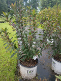 3 GALLON CALLICARPA (BEAUTYBERRY) - PEARL GLAM