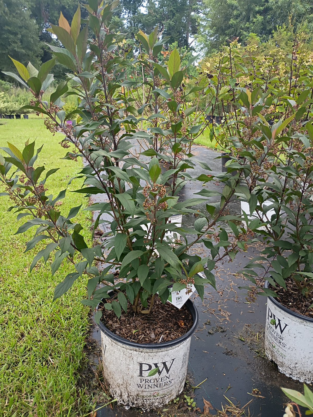 3 GALLON CALLICARPA (BEAUTYBERRY) - PEARL GLAM