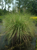 Miscanthus sin. 'Adagio' 4QTGL