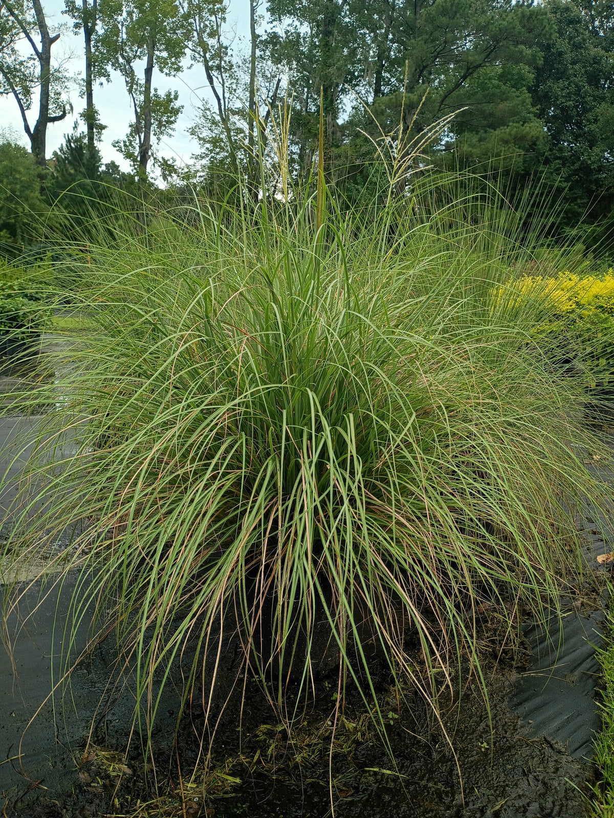 Miscanthus sin. 'Adagio' 4QTGL