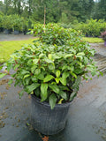3 GALLON VIBURNUM - MOONLIT LACE