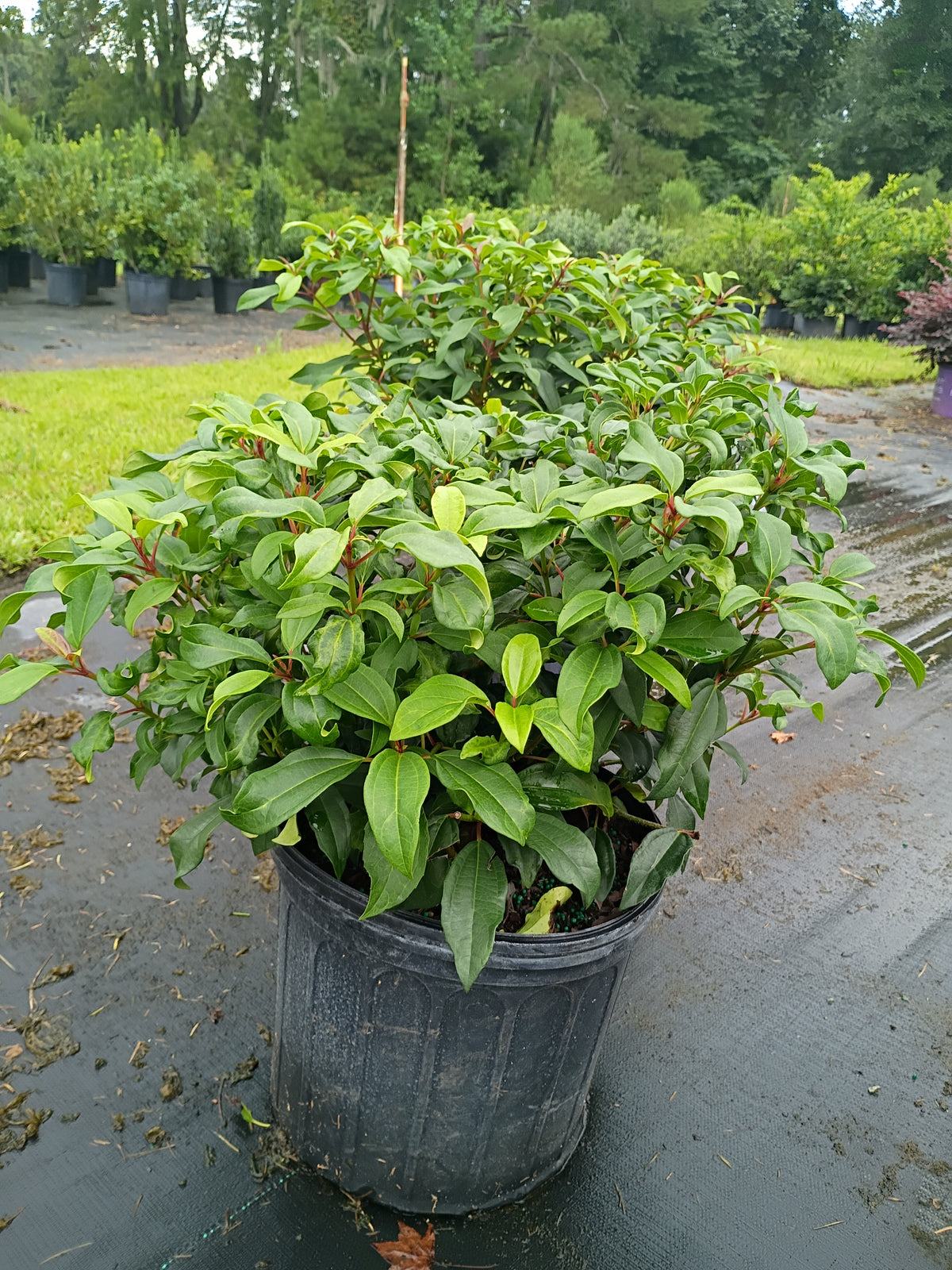 3 GALLON VIBURNUM - MOONLIT LACE