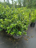 7 GALLON VIBURNUM - MOONLIT LACE