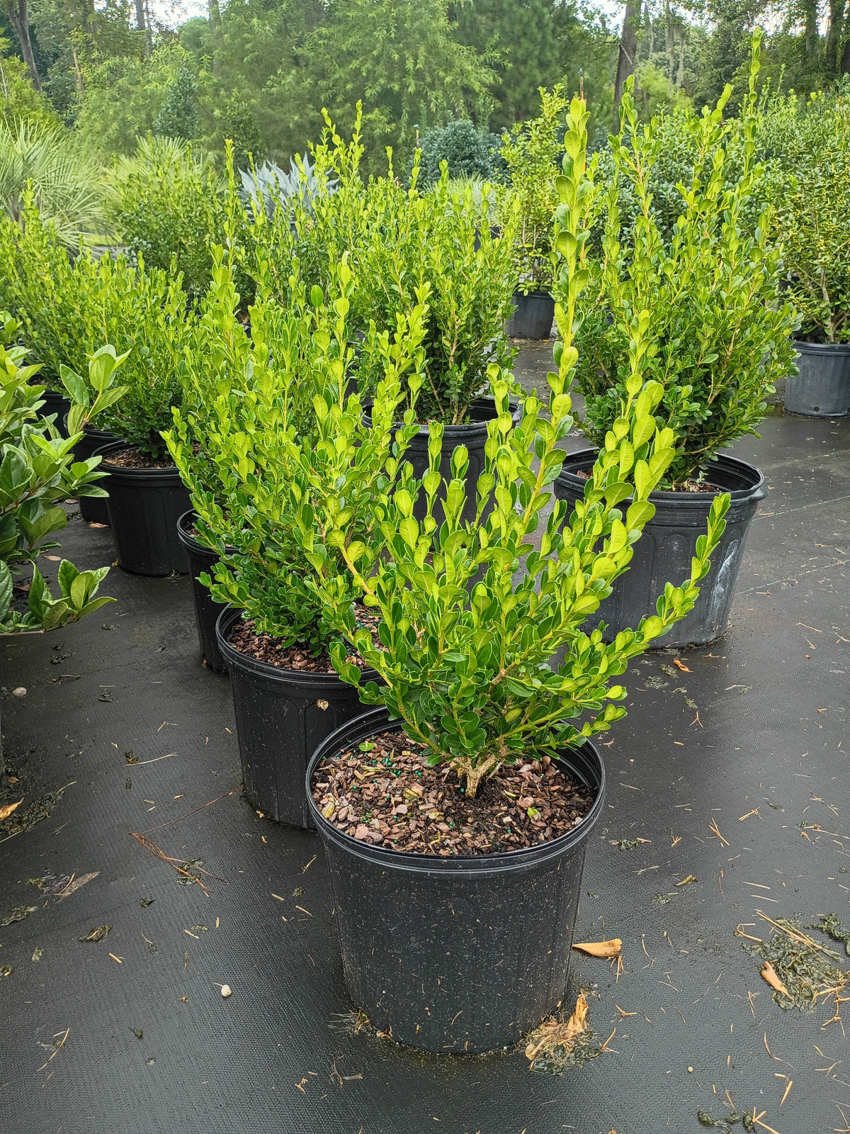 3 GALLON KOREAN BOXWOOD - WINTERGREEN