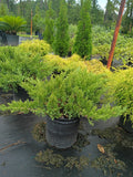 3 GALLON JUNIPER - PARSONS