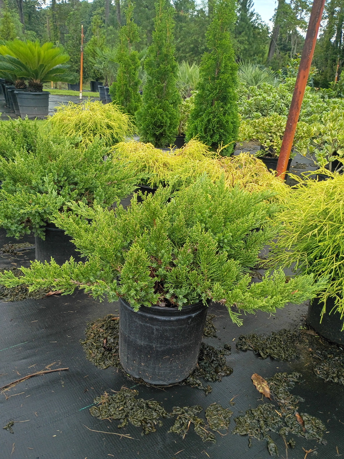 3 GALLON JUNIPER - PARSONS