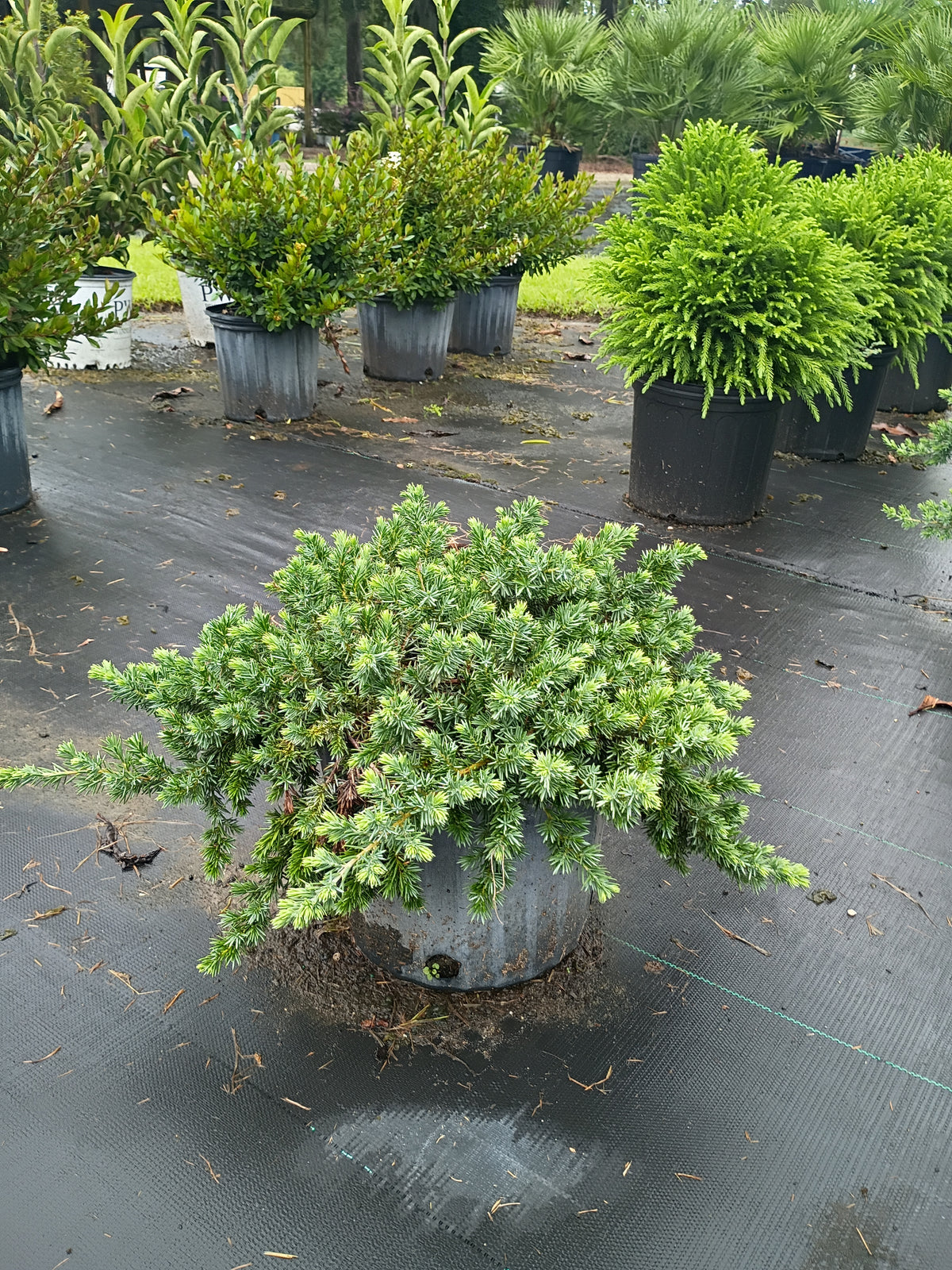 3 GALLON JUNIPER - BLUE PACIFIC