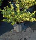 3 GALLON LIGUSTRUM - JACK FROST