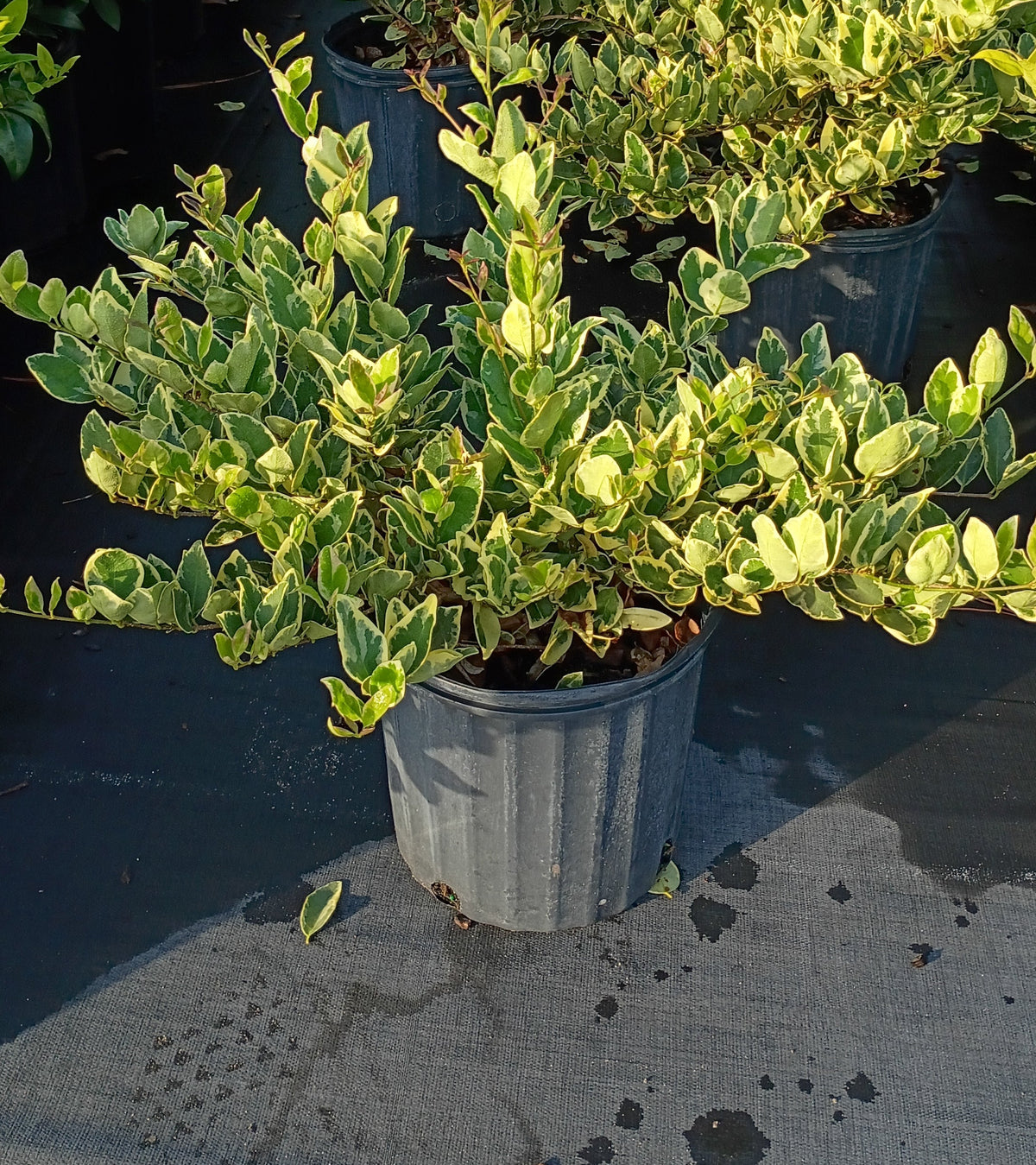 3 GALLON LIGUSTRUM - JACK FROST