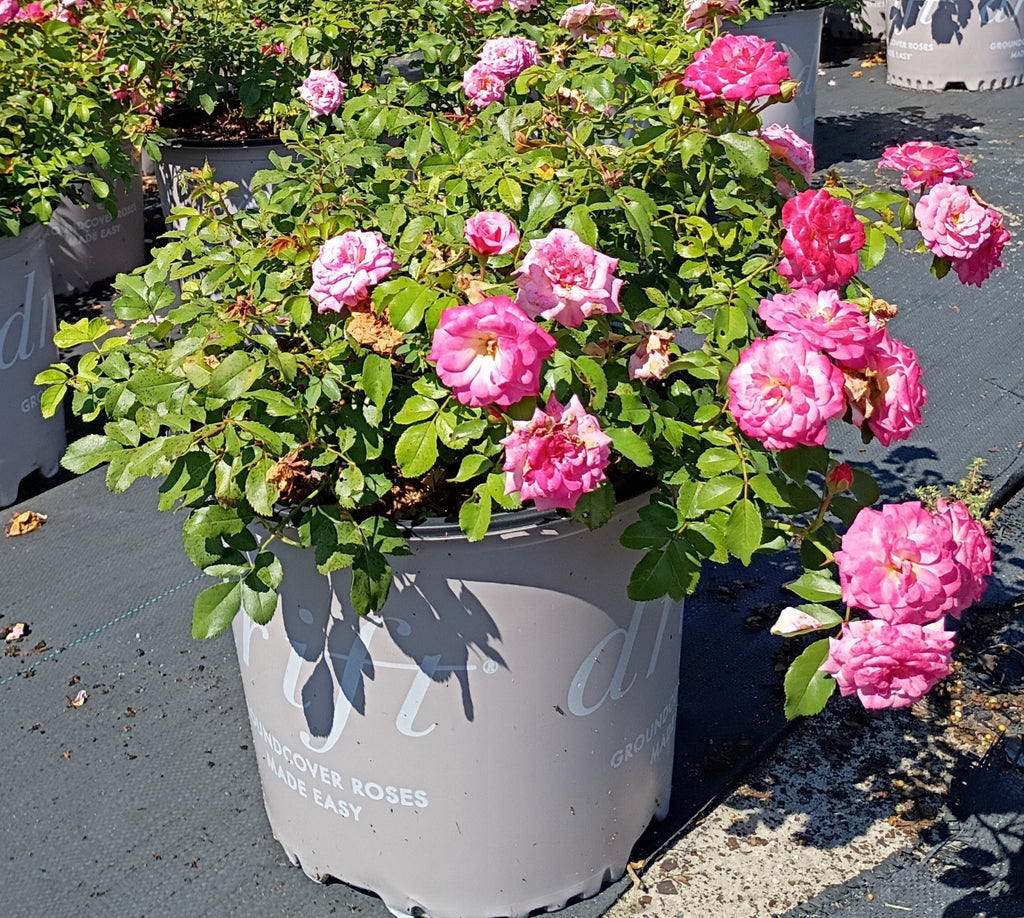3 GALLON ROSE - DRIFT - SWEET