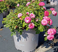 3 GALLON ROSE - DRIFT - SWEET