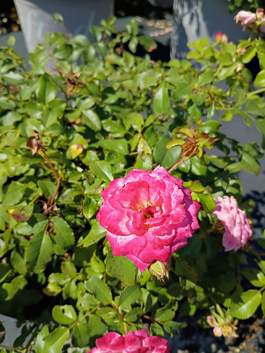 3 GALLON ROSE - DRIFT - SWEET