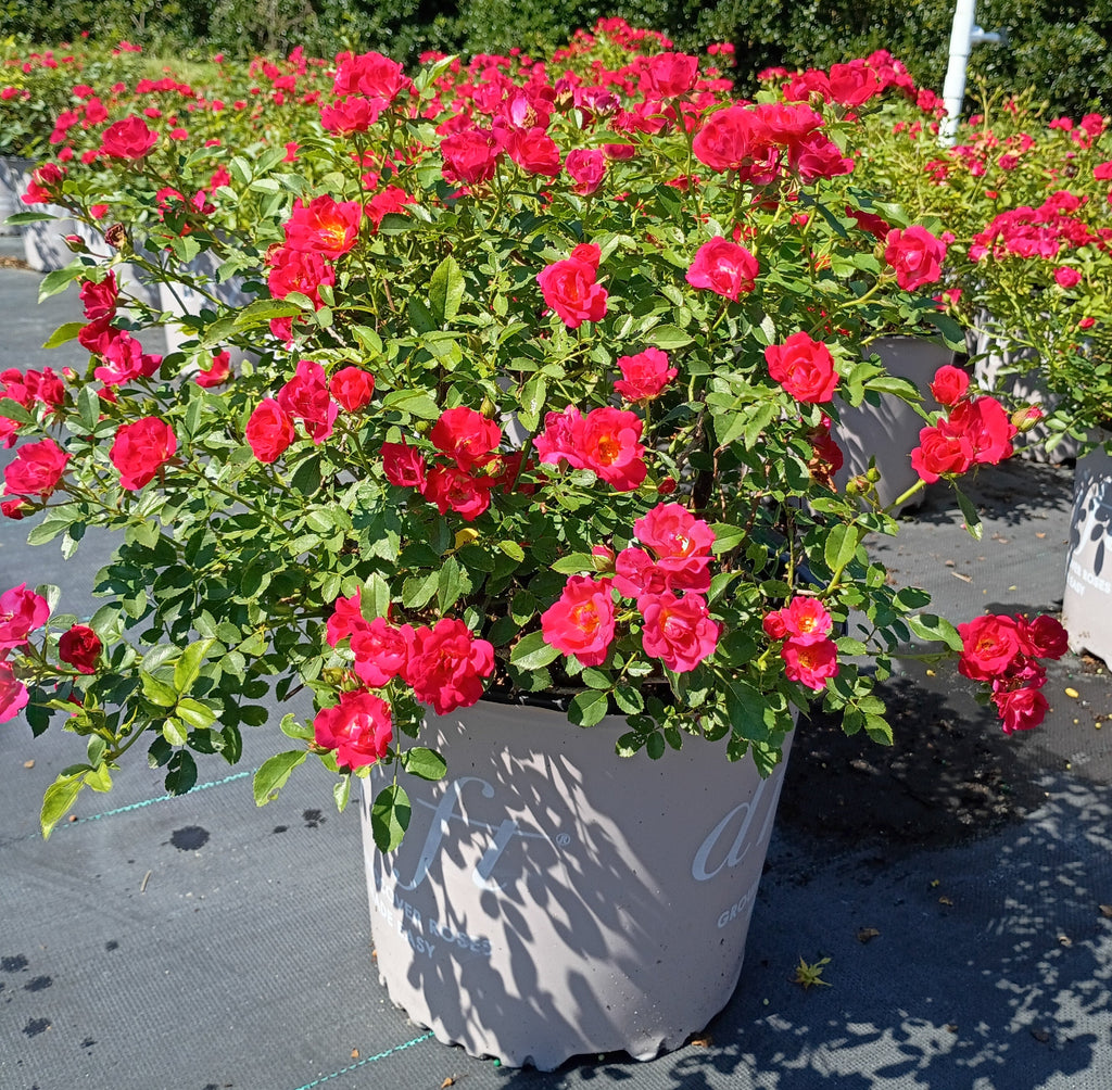 3 GALLON ROSE - DRIFT - RED