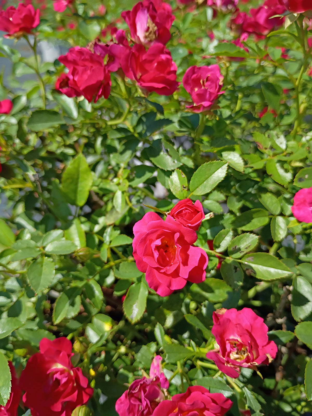3 GALLON ROSE - DRIFT - RED