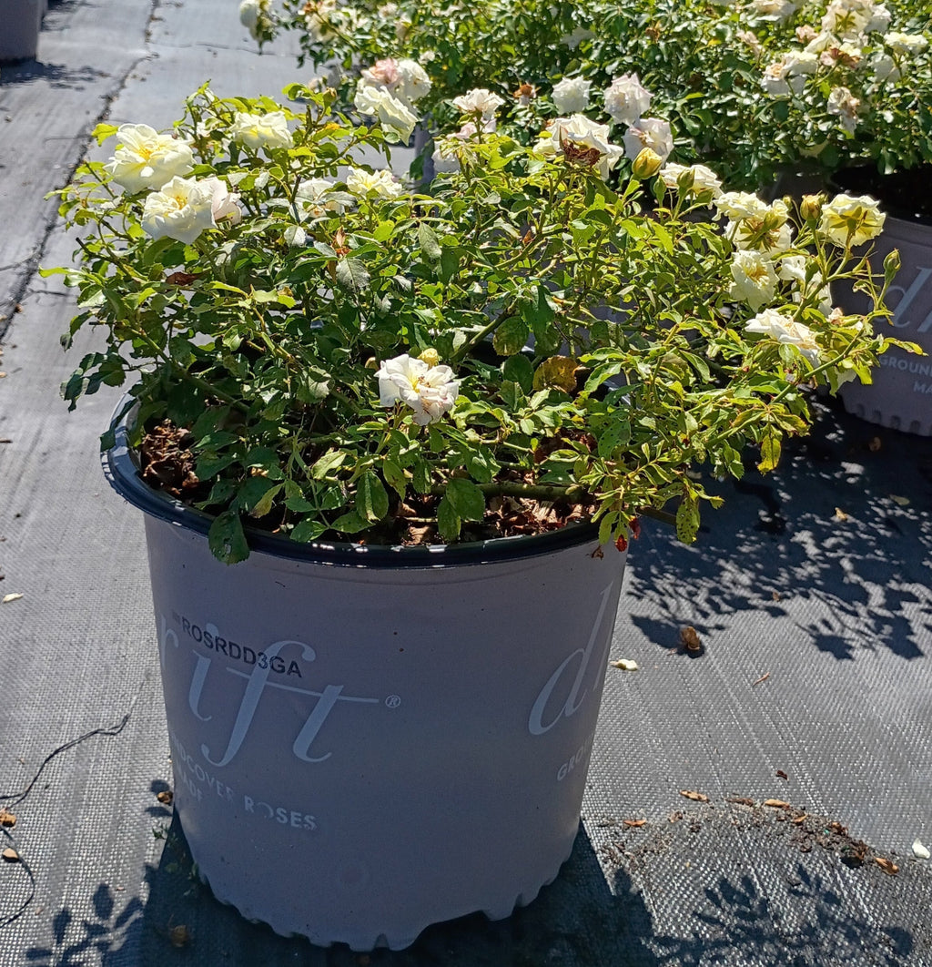 3 GALLON ROSE - DRIFT WHITE