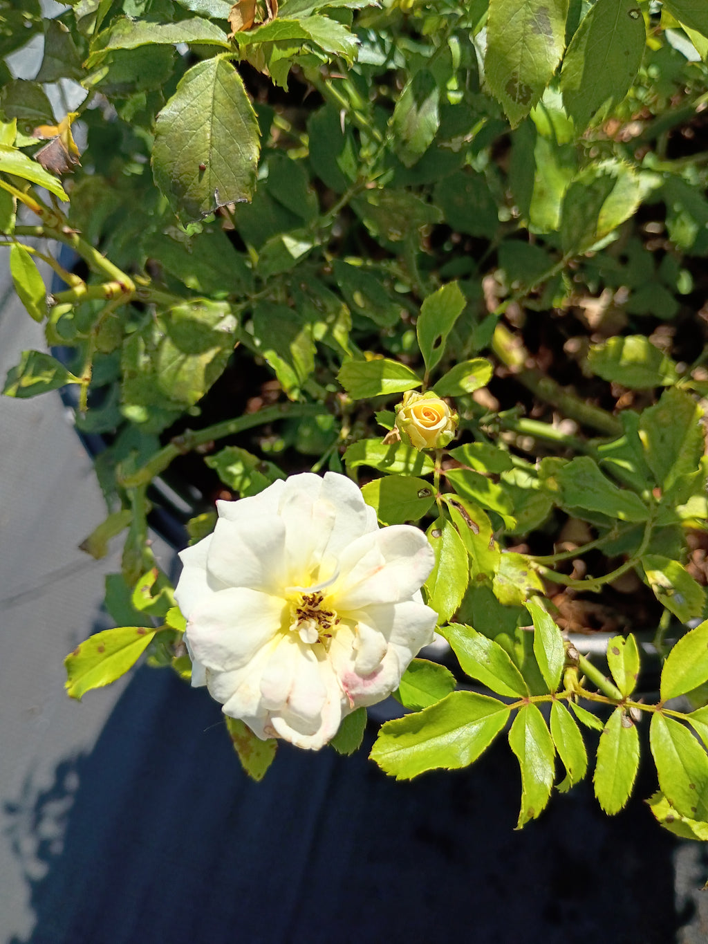 3 GALLON ROSE - DRIFT WHITE