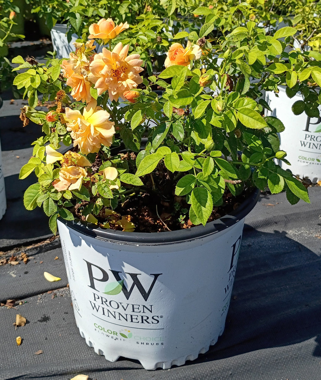 3 GALLON ROSE - HYBRID TEA - AT-LAST