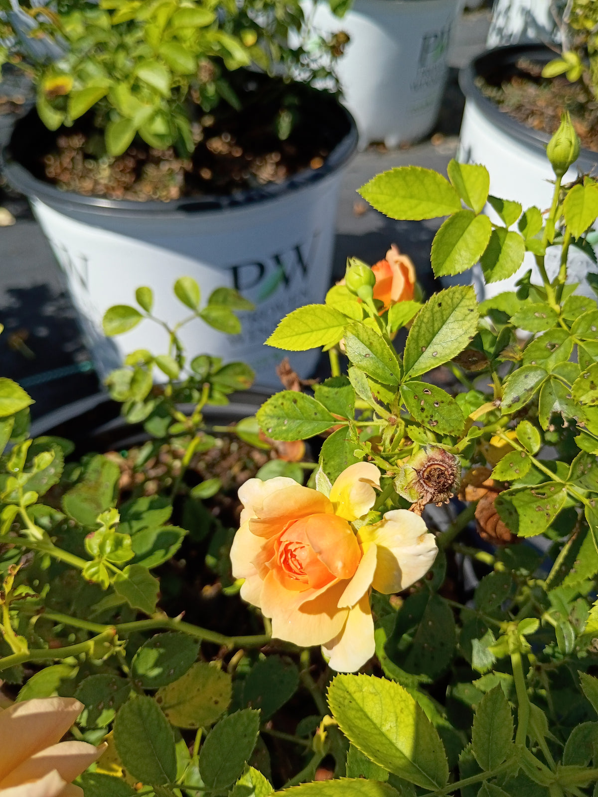 3 GALLON ROSE - HYBRID TEA - AT-LAST
