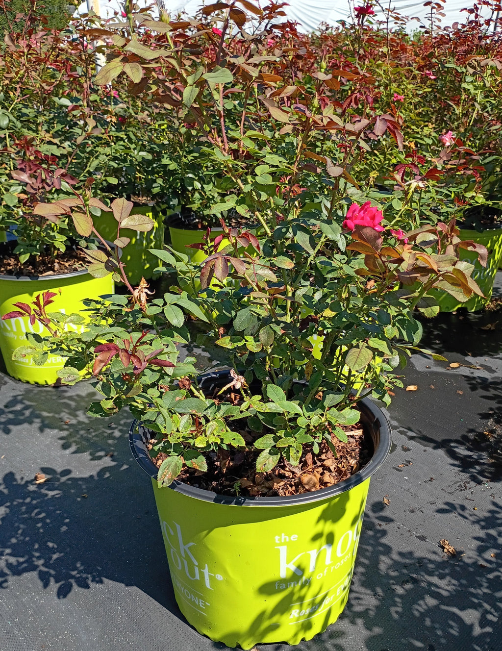 3 GALLON ROSE - KNOCKOUT - DOUBLE RED