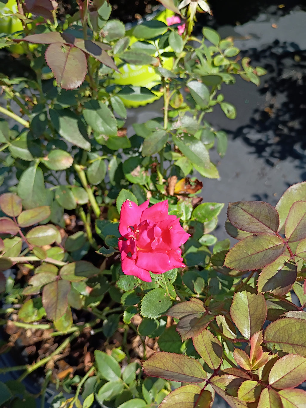 3 GALLON ROSE - KNOCKOUT - DOUBLE RED