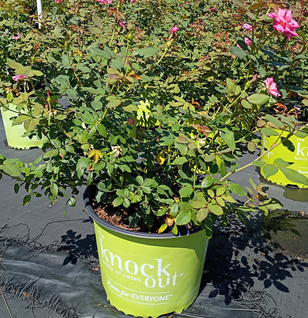 3 GALLON KNOCKOUT ROSE - DOUBLE PINK
