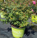 3 GALLON KNOCKOUT ROSE - DOUBLE PINK