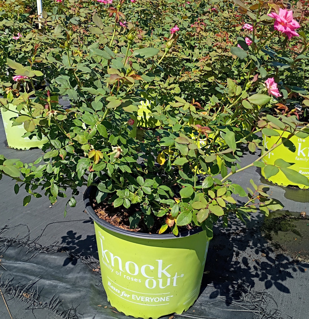 3 GALLON KNOCKOUT ROSE - DOUBLE PINK