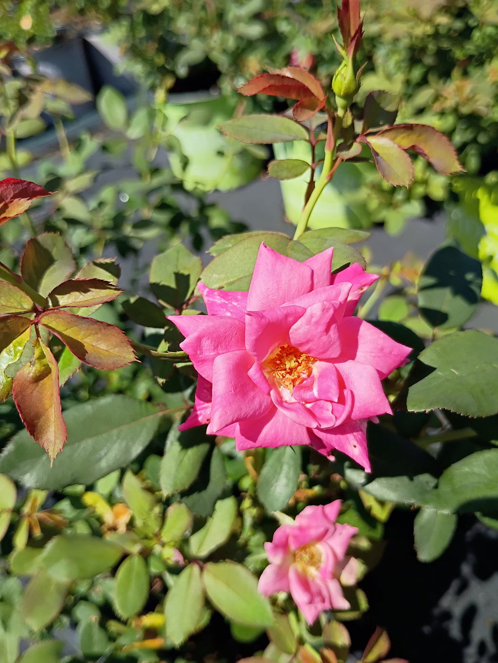 3 GALLON KNOCKOUT ROSE - DOUBLE PINK