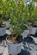 3 GALLON HIBISCUS - ROSE OF SHARON - PINK CHIFFON
