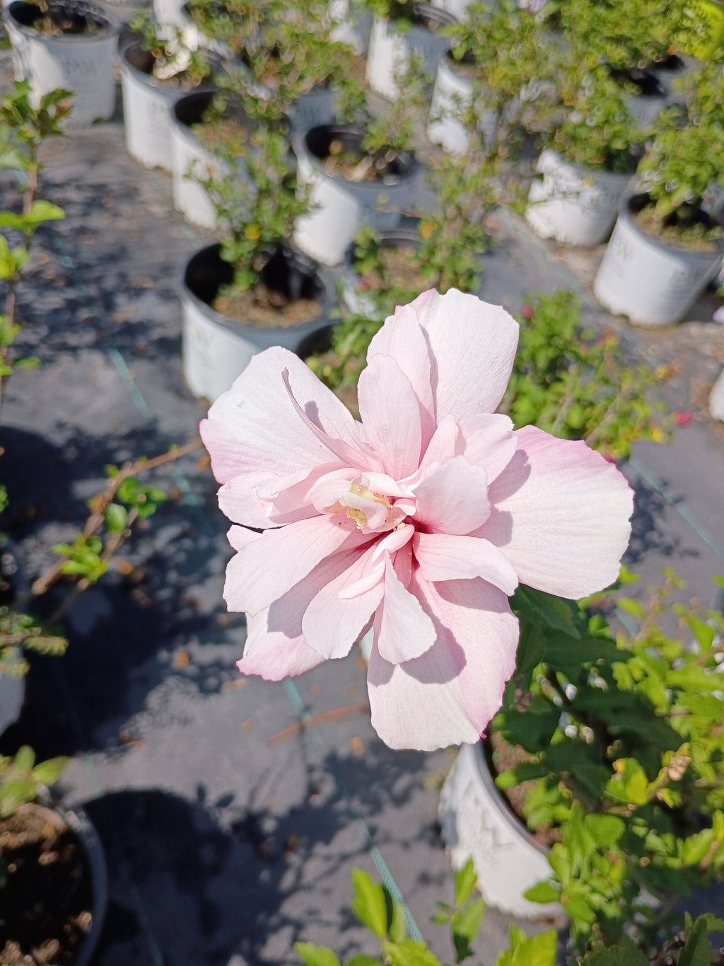 3 GALLON HIBISCUS - ROSE OF SHARON - PINK CHIFFON
