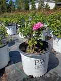 3 GALLON HIBISCUS - ROSE OF SHARON - DK LAVENDER CHIFFON