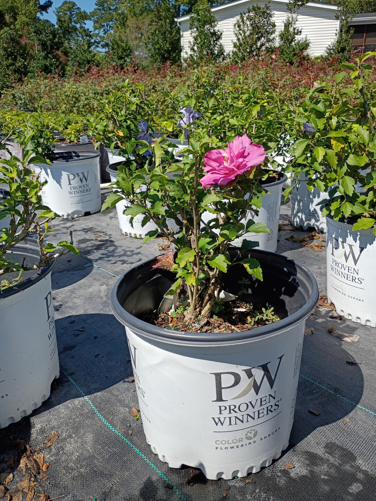 3 GALLON HIBISCUS - ROSE OF SHARON - DK LAVENDER CHIFFON