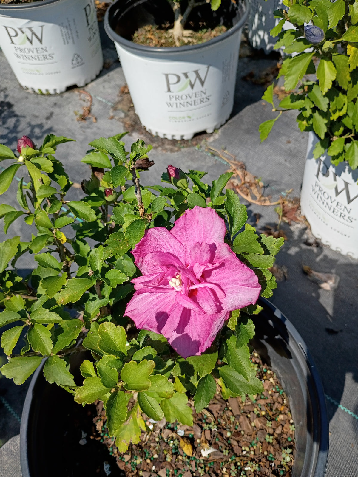 3 GALLON HIBISCUS - ROSE OF SHARON - DK LAVENDER CHIFFON