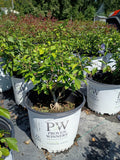 3 GALLON HIBISCUS - ROSE OF SHARON - BLUE CHIFFON