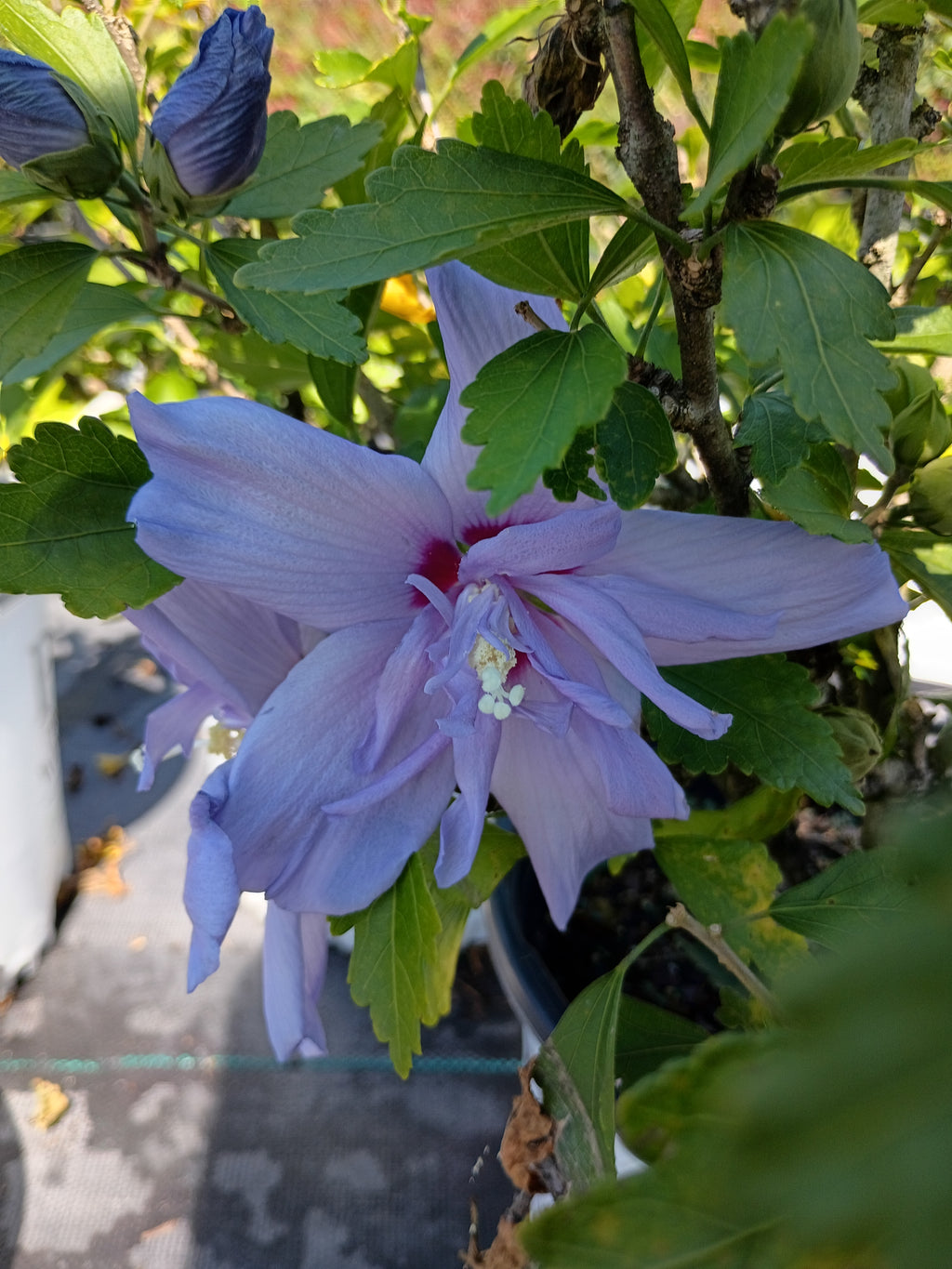3 GALLON HIBISCUS - ROSE OF SHARON - BLUE CHIFFON