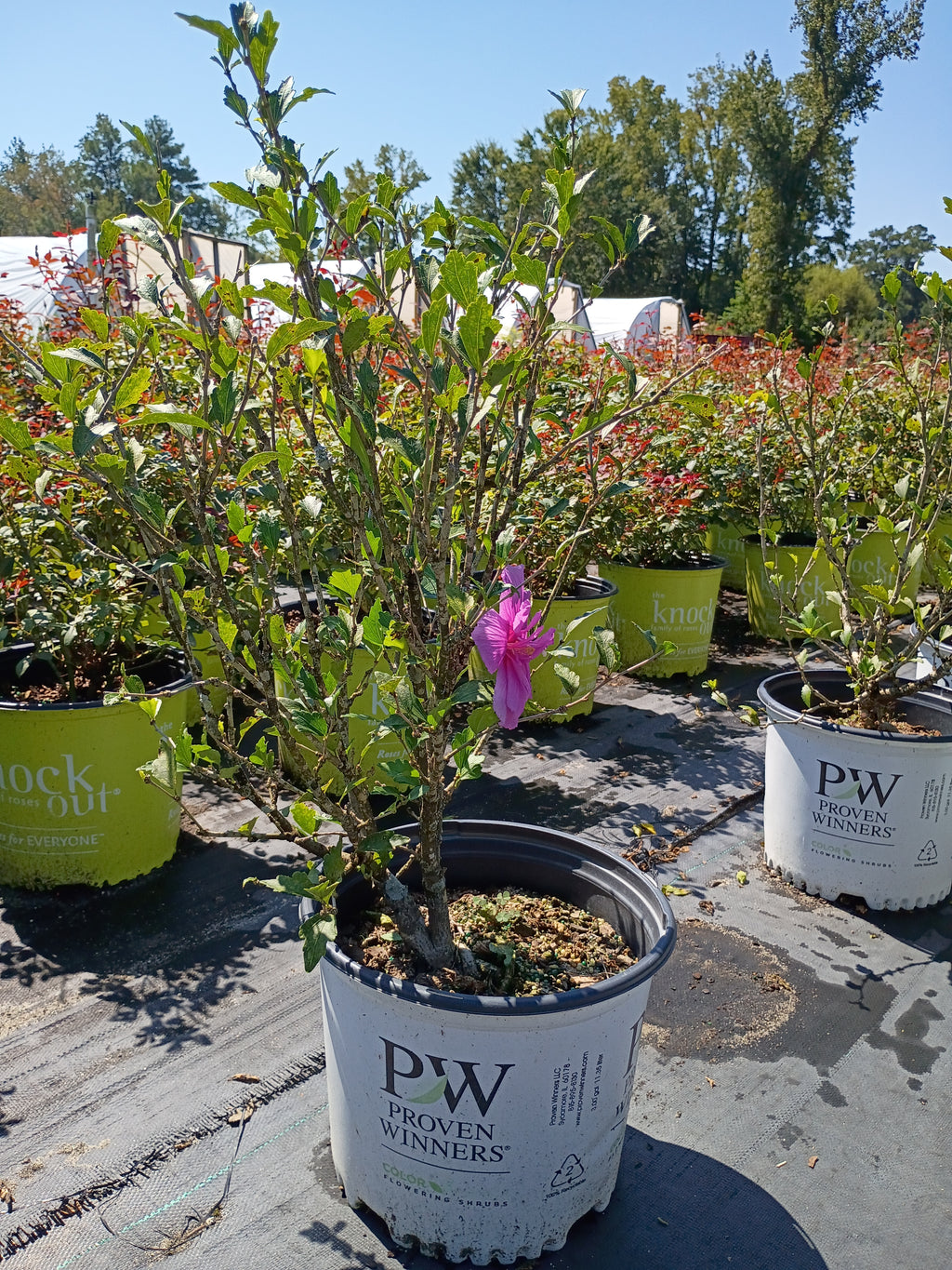 3 GALLON HIBISCUS - ROSE OF SHARON - MAGENTA CHIFFON