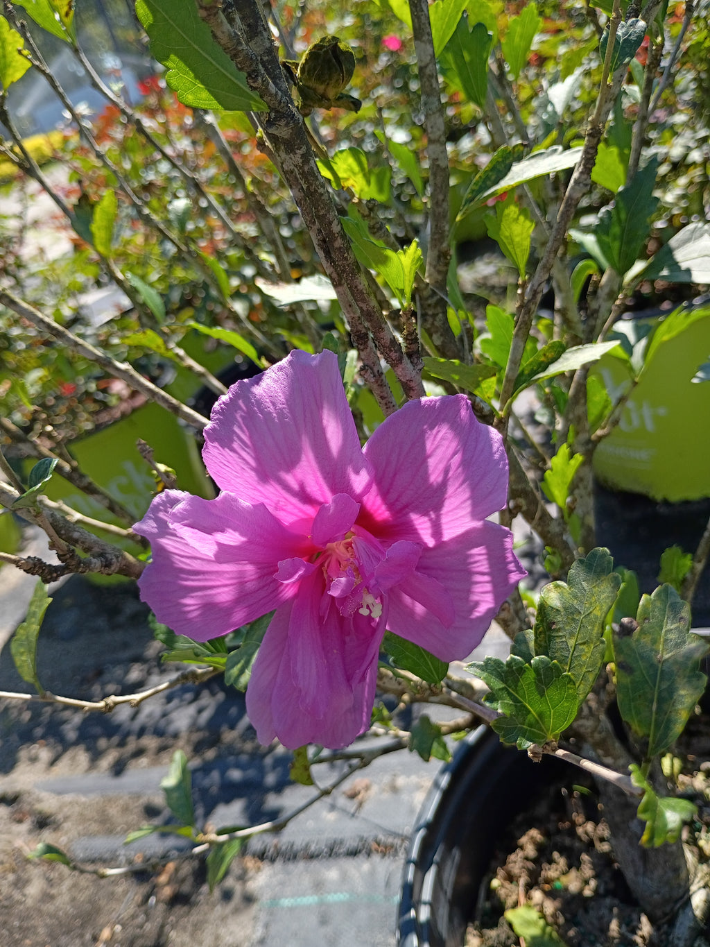 3 GALLON HIBISCUS - ROSE OF SHARON - MAGENTA CHIFFON