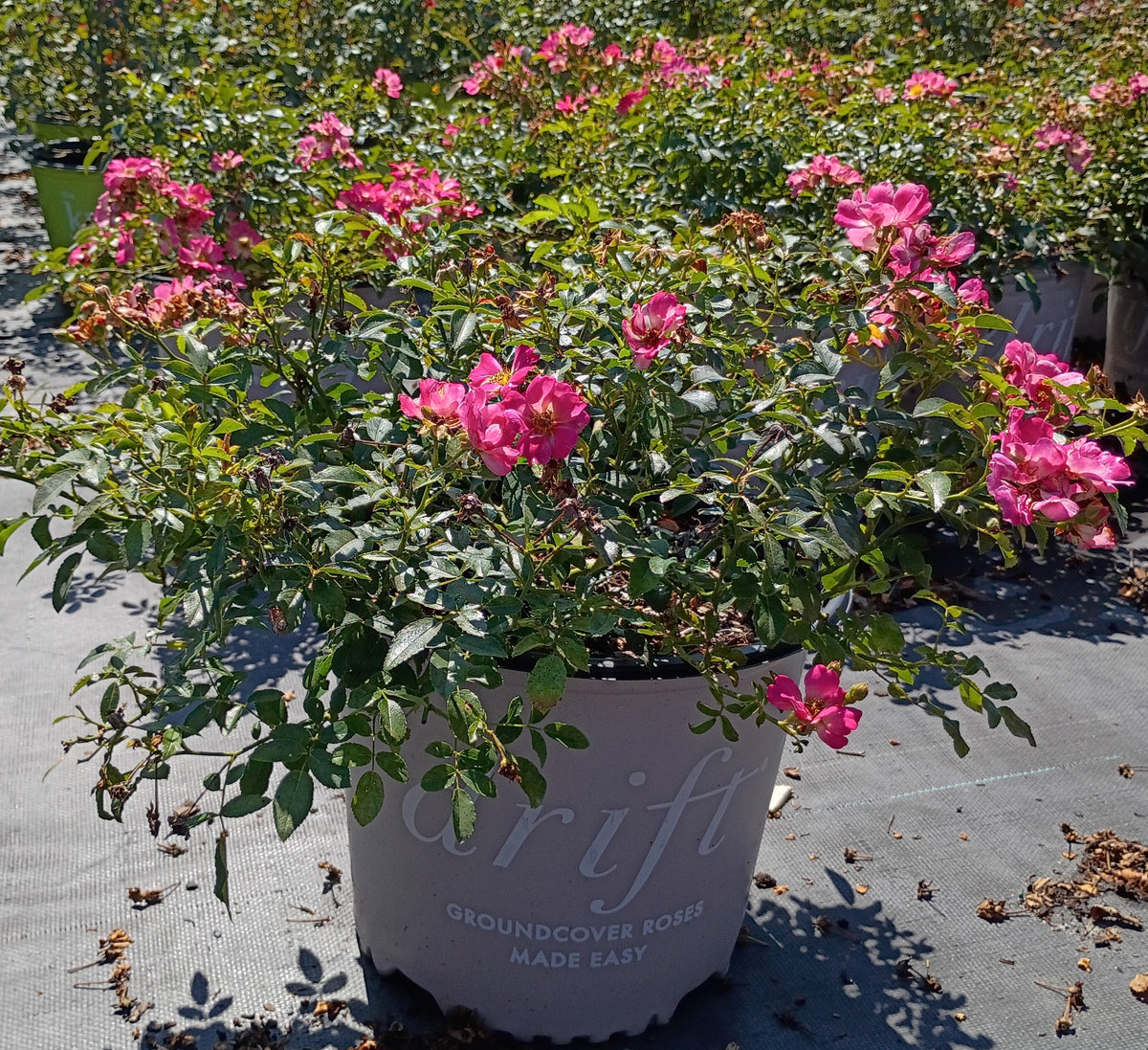 3 GALLON ROSE - DRIFT PINK