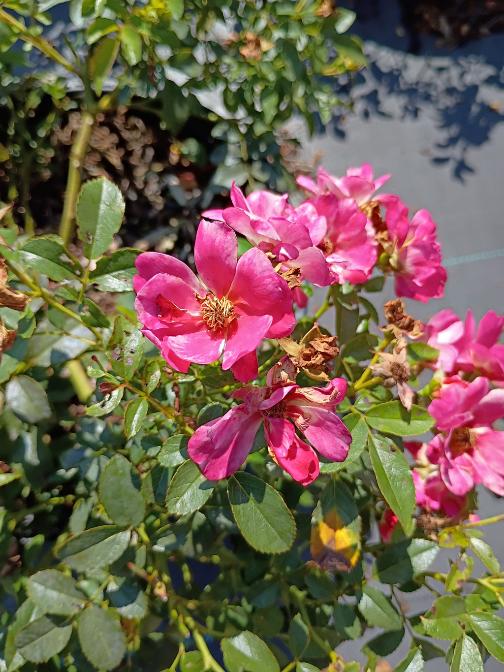 3 GALLON ROSE - DRIFT PINK
