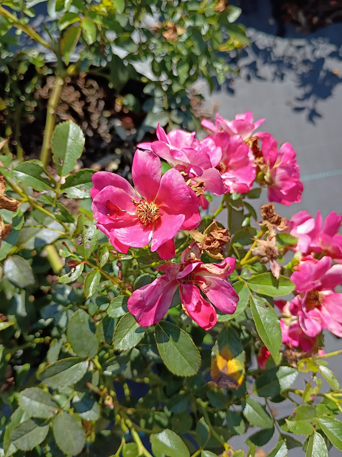3 GALLON ROSE - DRIFT PINK