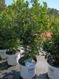 3G Clethra Ripple Effect