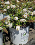3 GALLON BUDDLEIA - PUGSTER WHITE