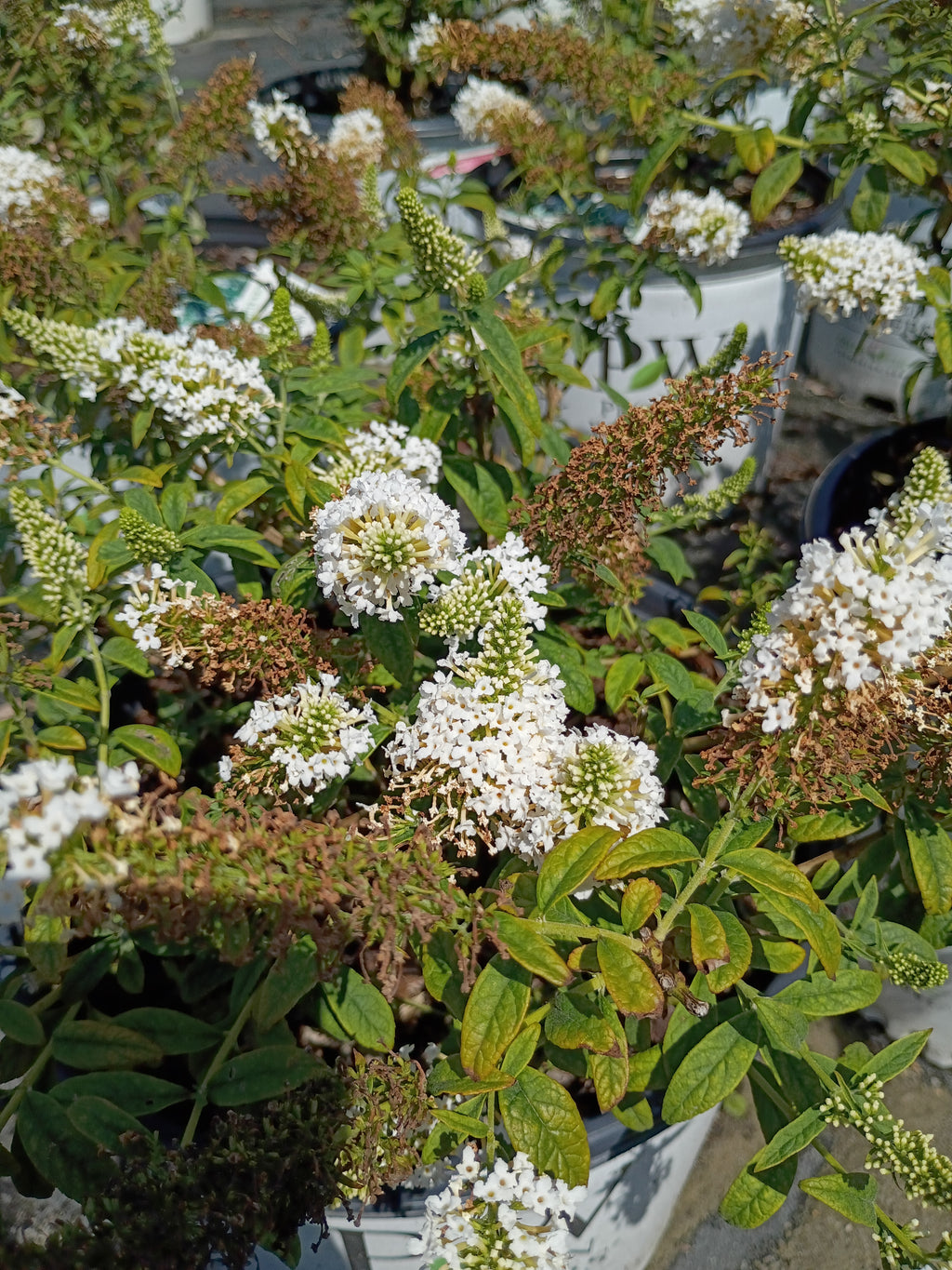 3 GALLON BUDDLEIA - PUGSTER WHITE