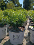 3 GALLON HOLLY - INKBERRY GEM BOX