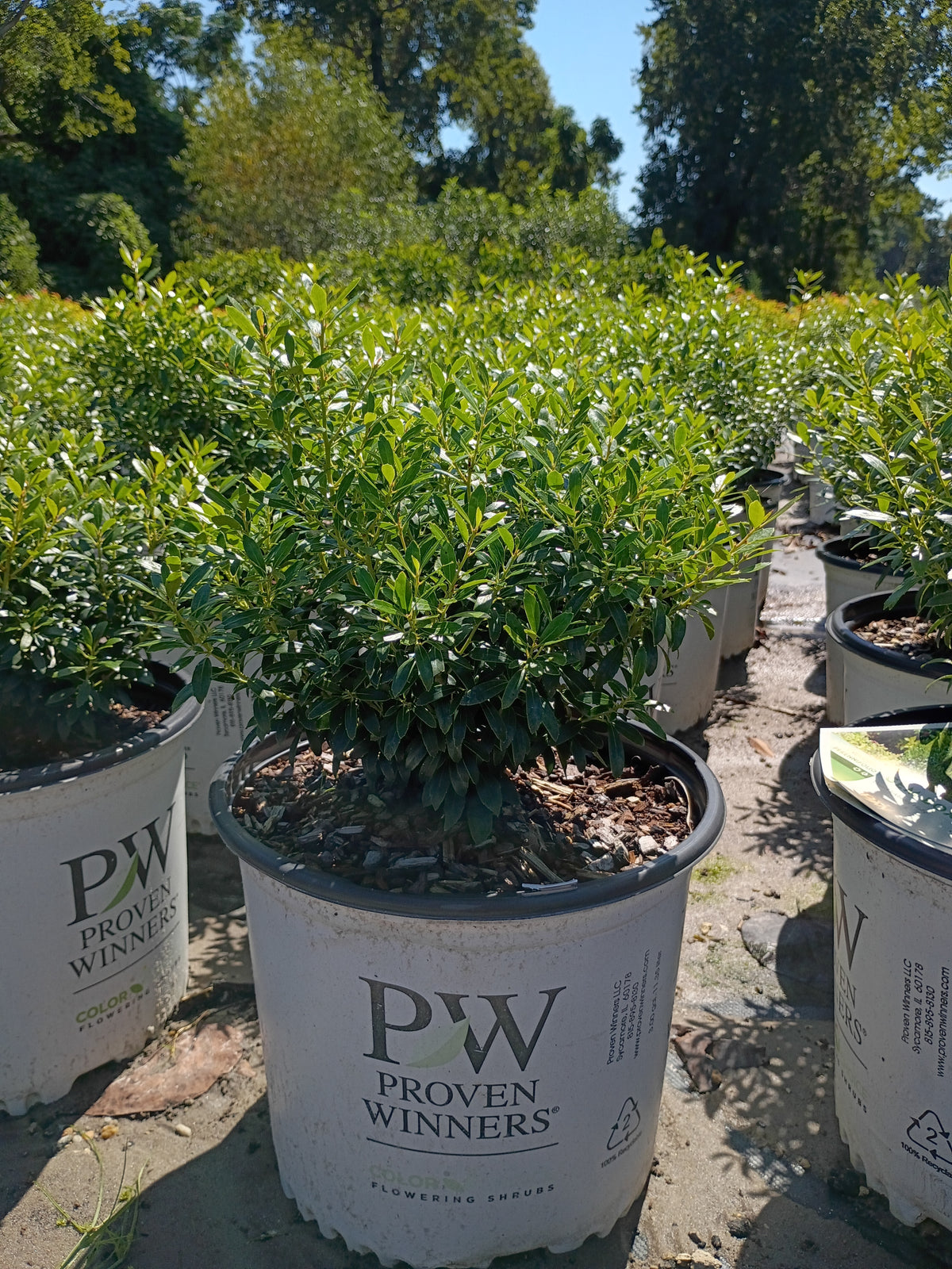 3 GALLON HOLLY - INKBERRY GEM BOX