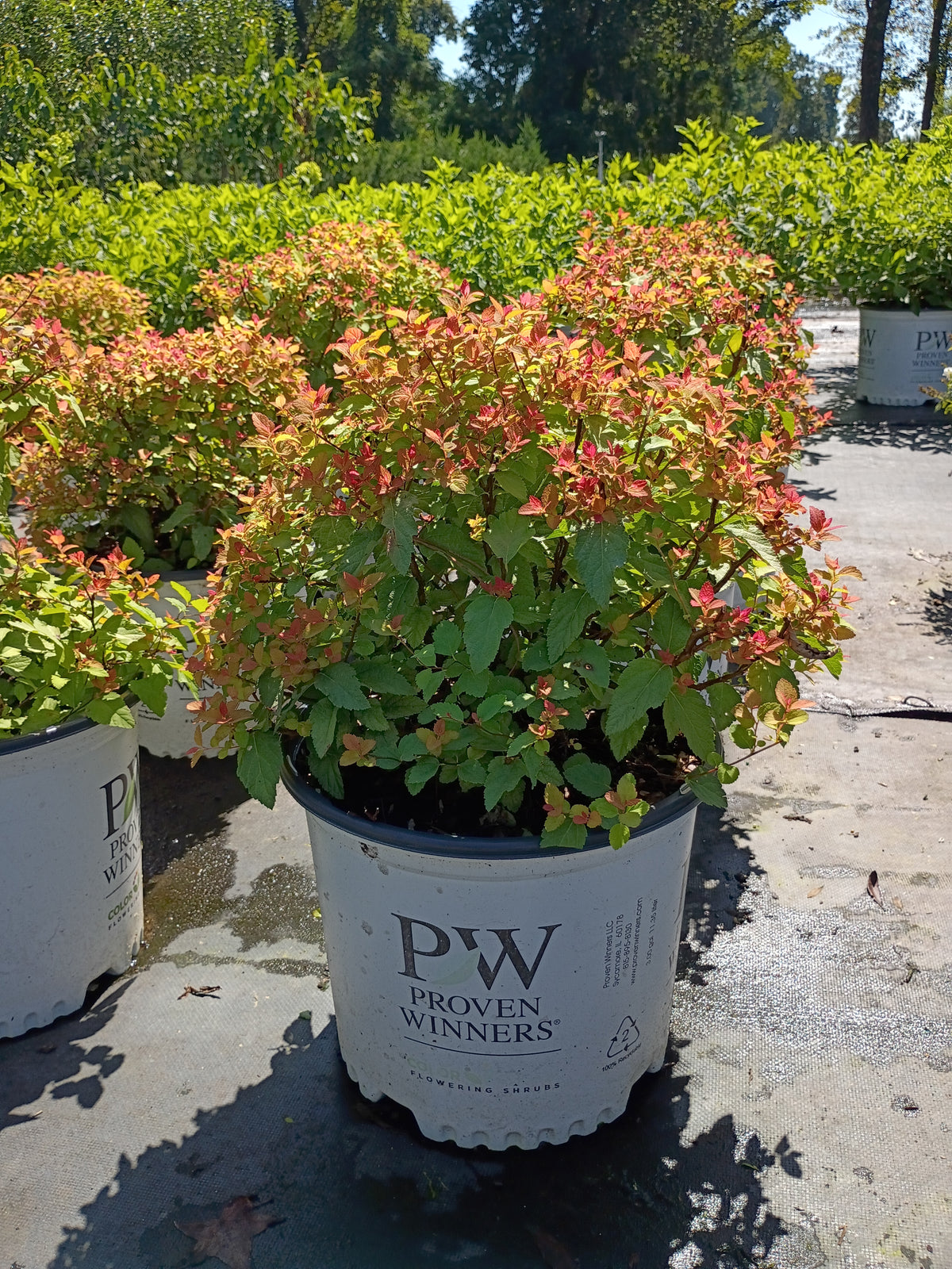 3 GALLON SPIREA - DOUBLE PLAY CANDY CORN
